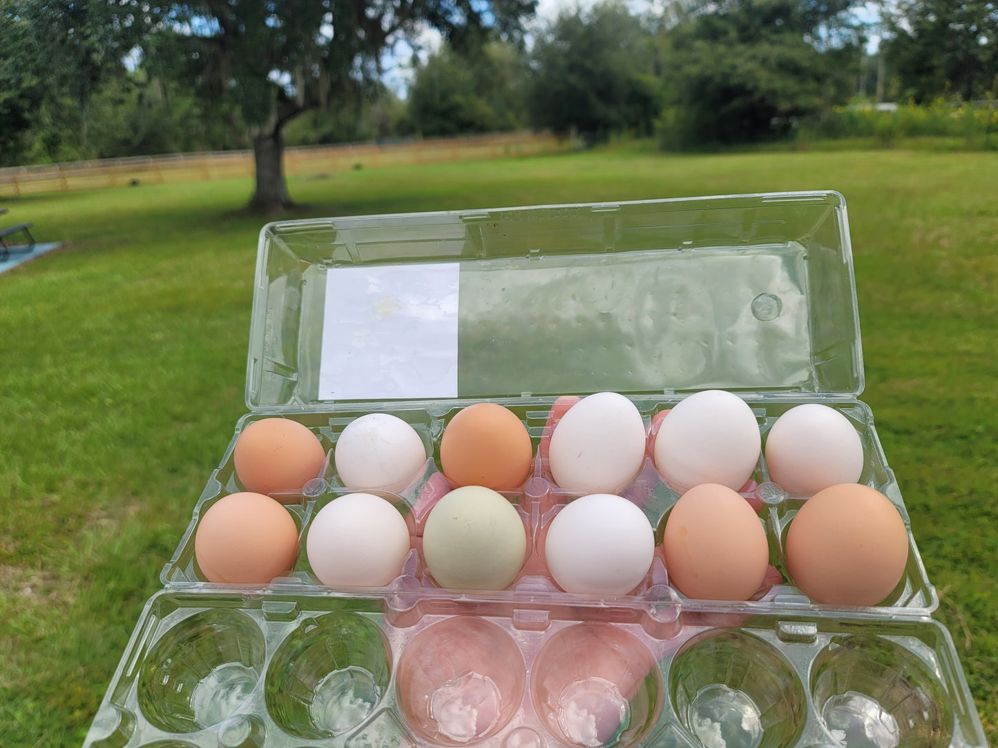 Eggs- dozen