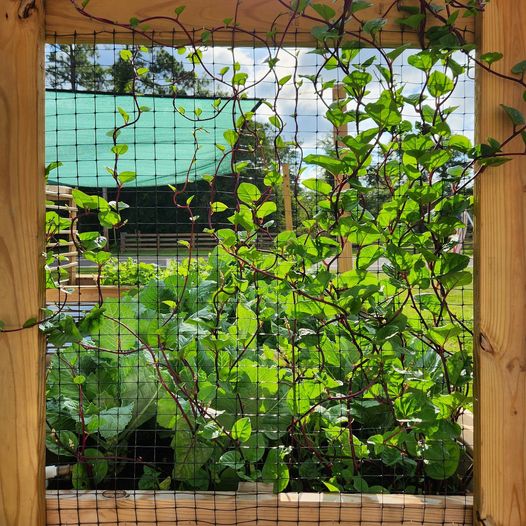 Malabar Spinach