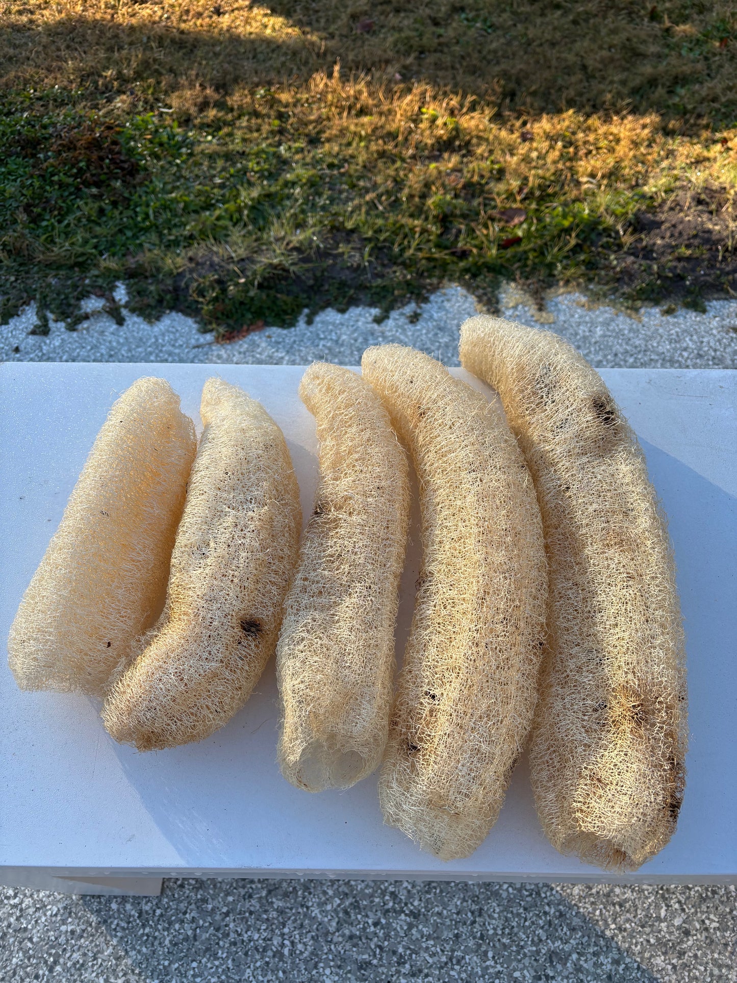 Loofah - Uncut
