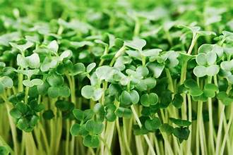 Microgreen- Broccoli