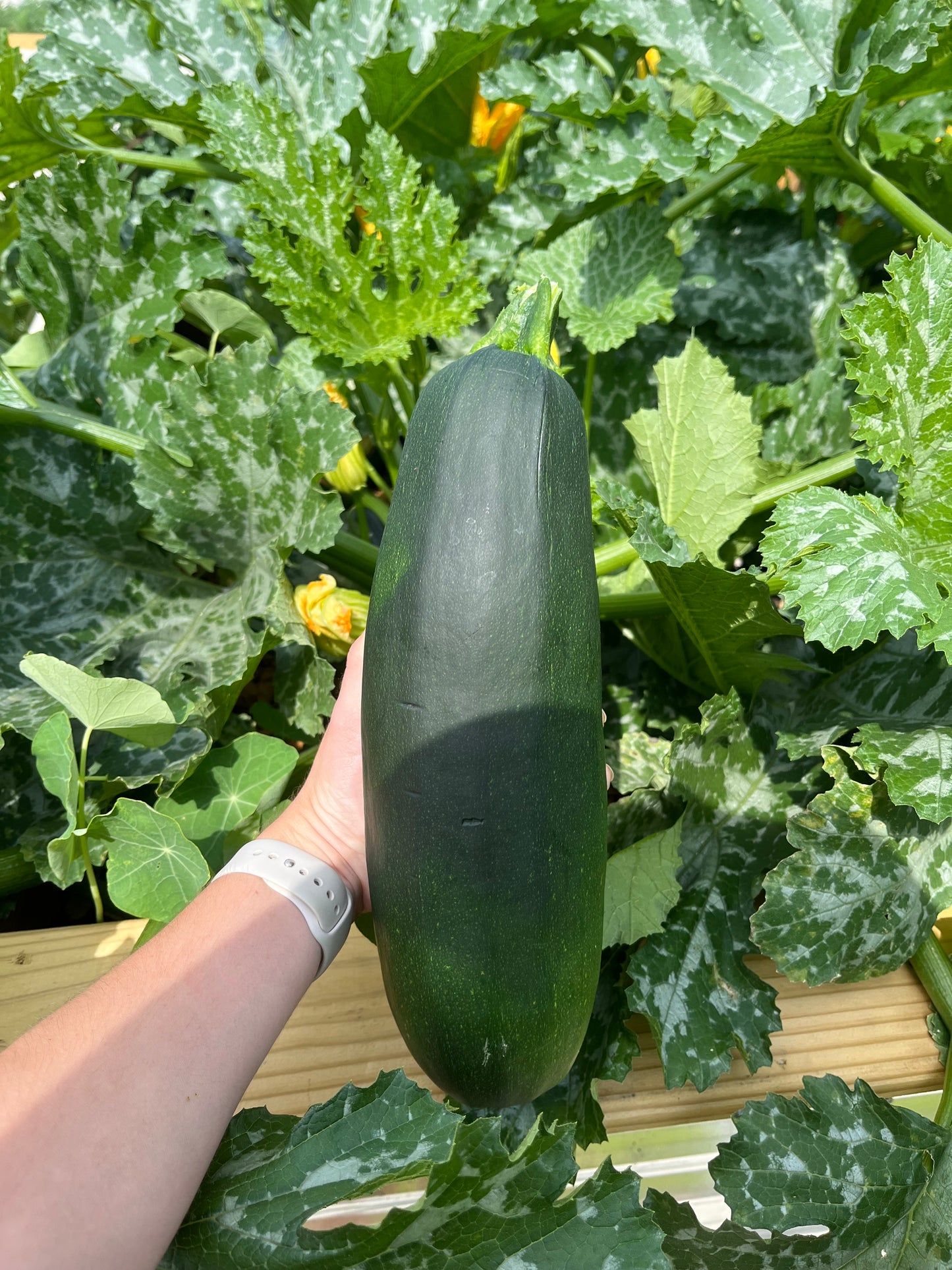 Zucchini