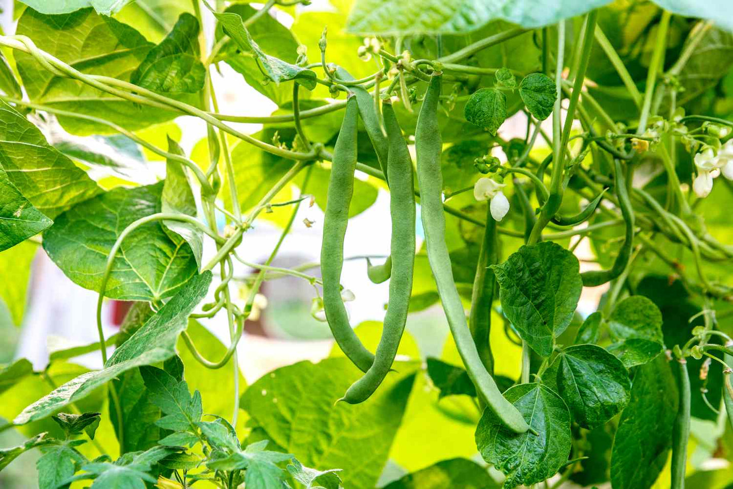 Green beans