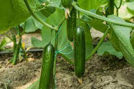 Cucumber