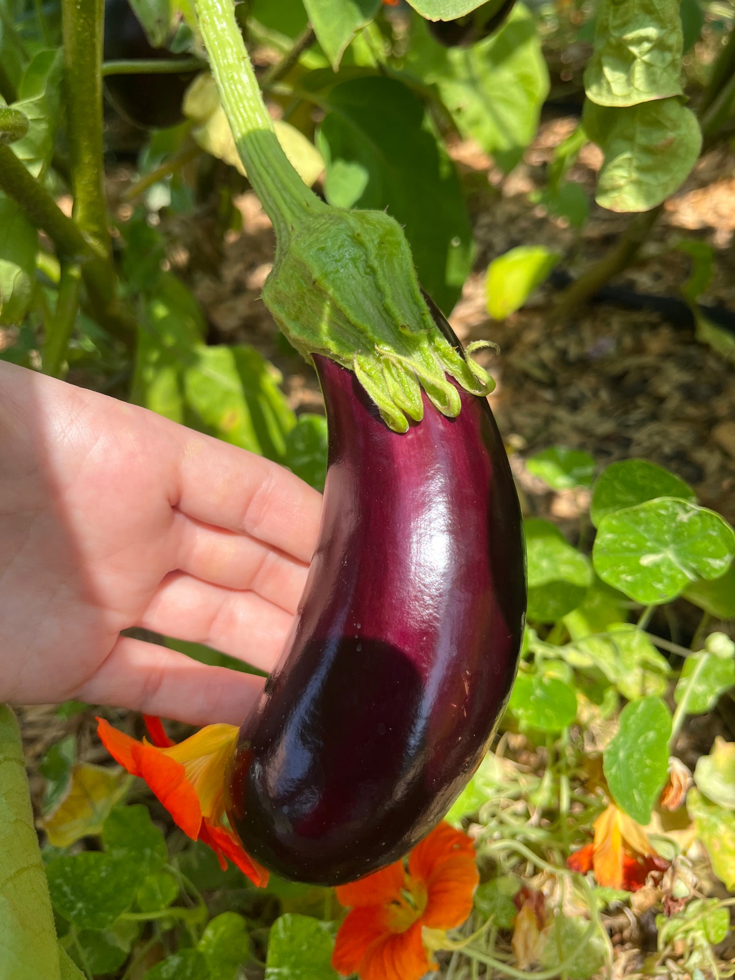 Eggplant