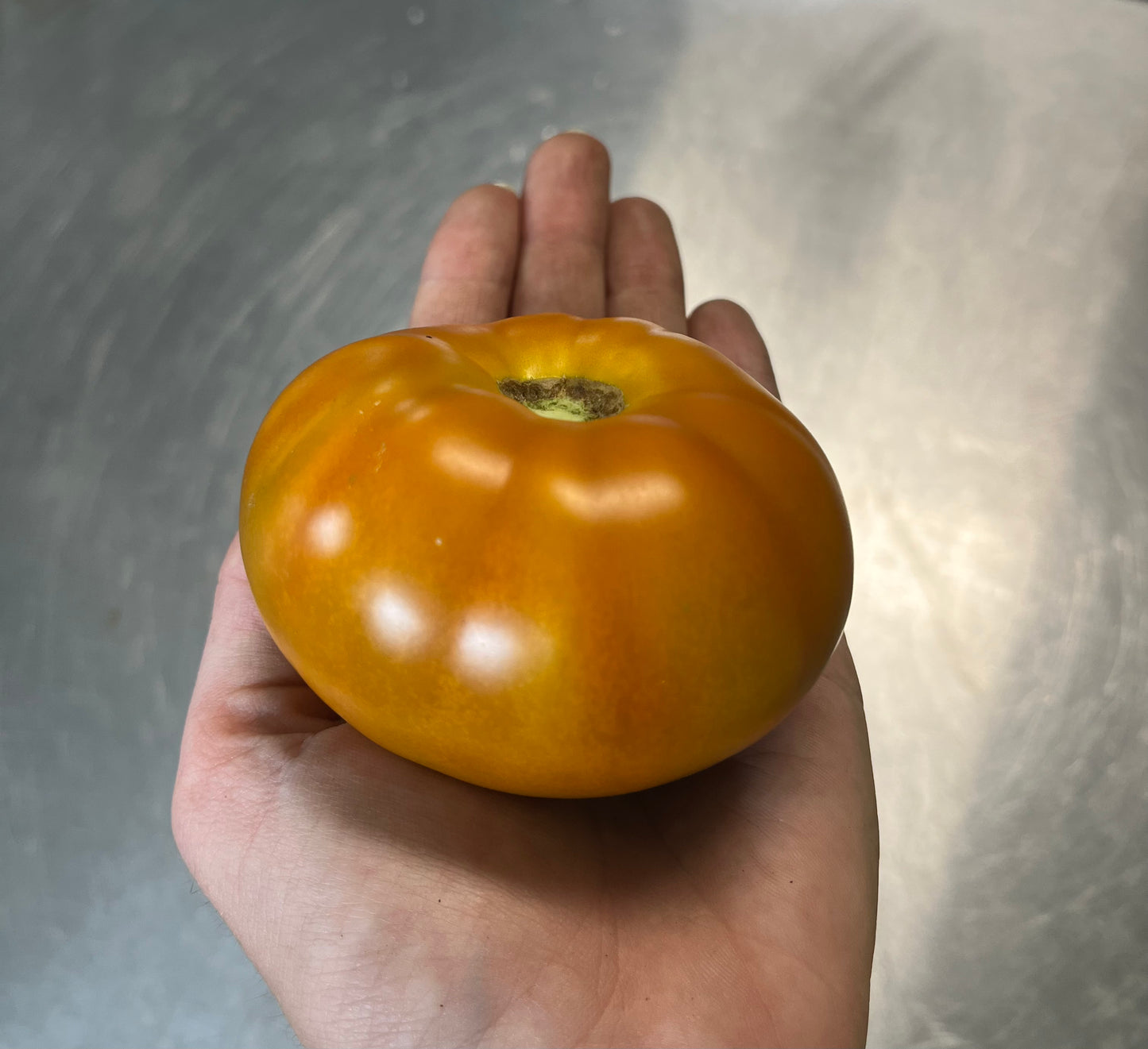 TerraCotta Tomato