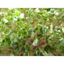 Micro Arugala