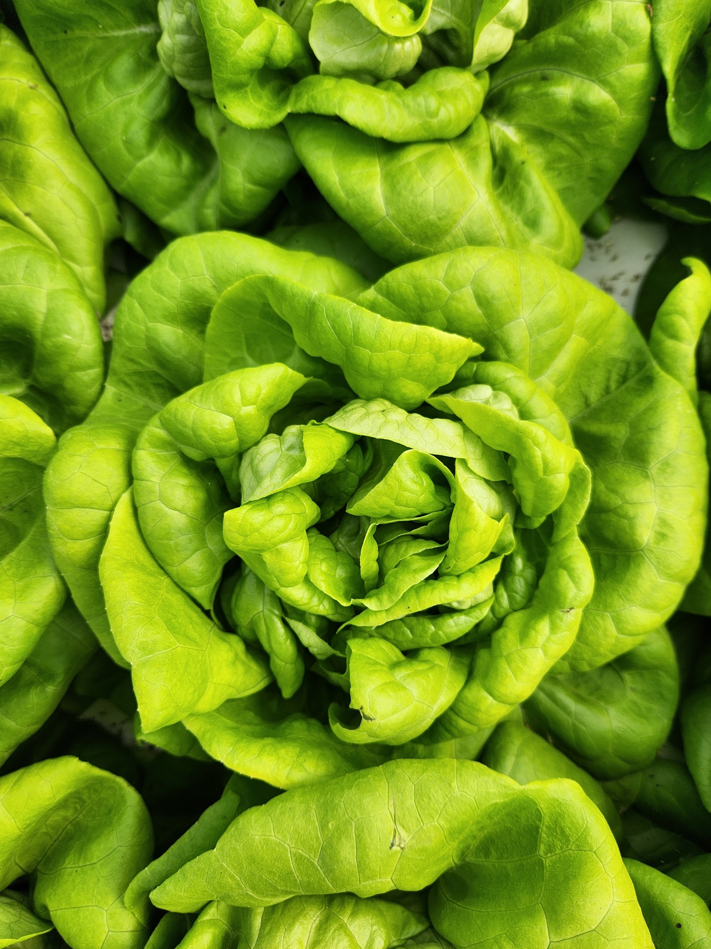reparation-earth-farms-northeast-florida-sustainably-grown-food