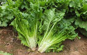 Romaine lettuce