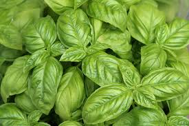Basil