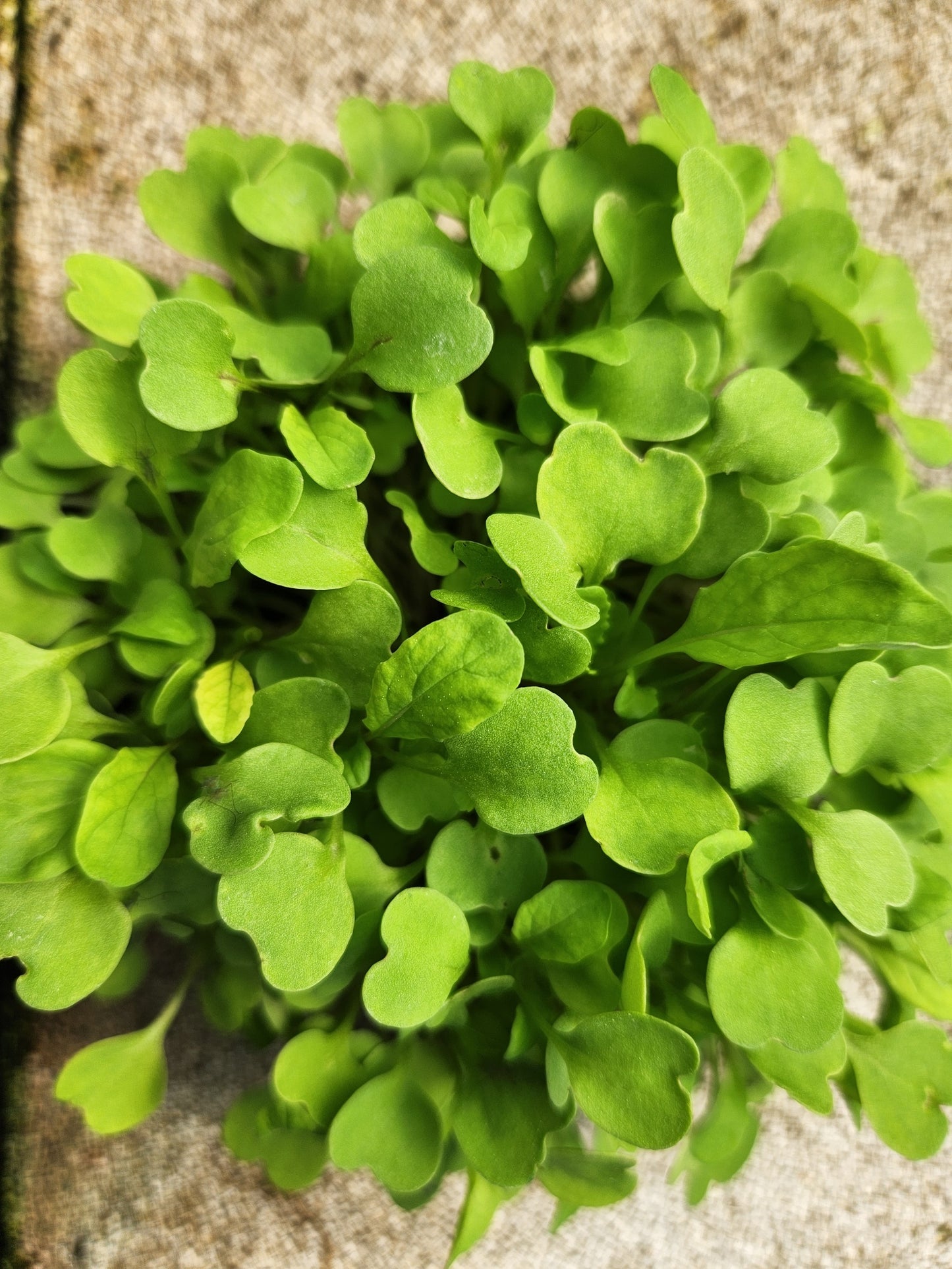 Microgreen-Basil