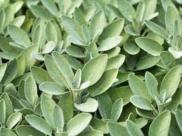 Sage