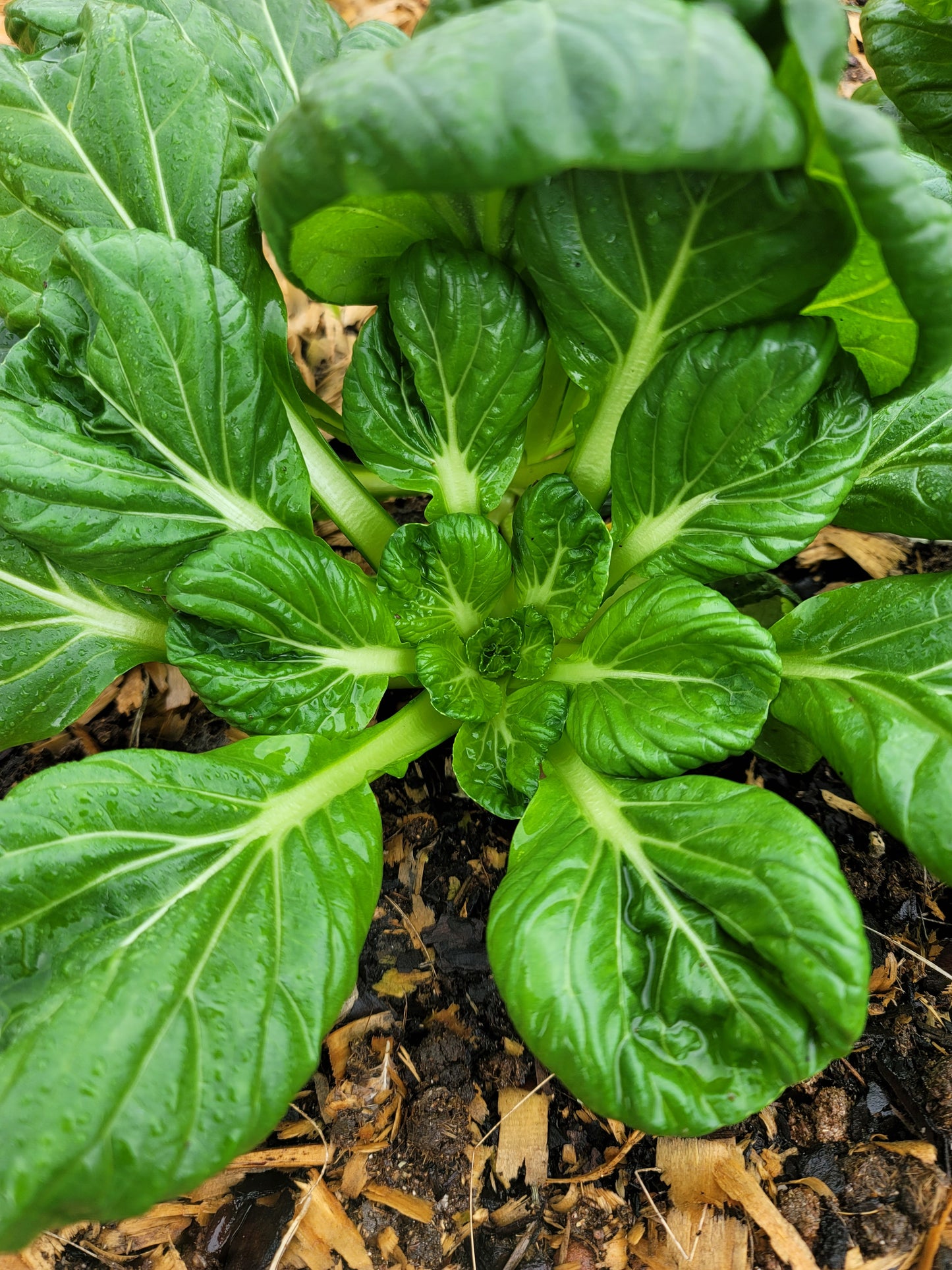 Tatsoi Spinach