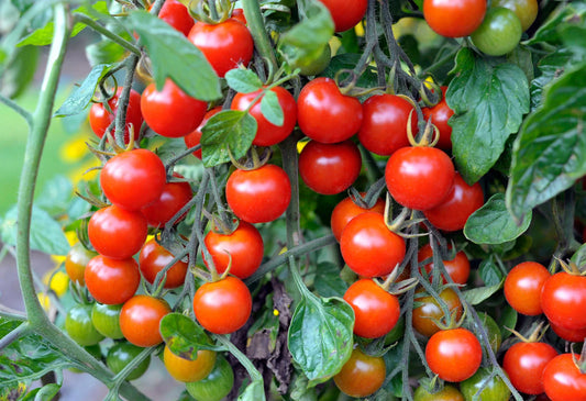 Tomato- Cherry